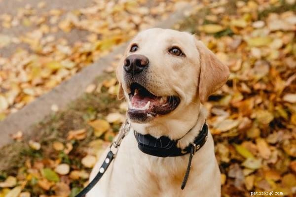Training & Communicating with a Deaf Dog: Expert Strategies for Success