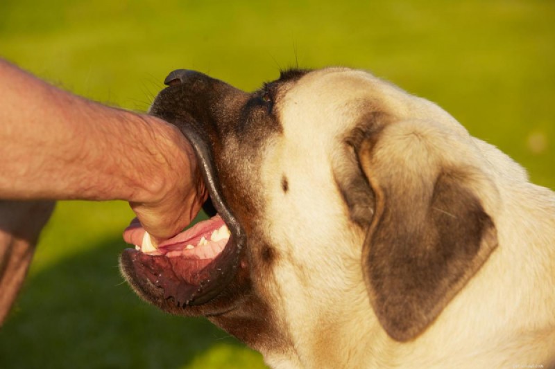 My Dog Bit Me: Causes, Symptoms, and How to Protect Yourself