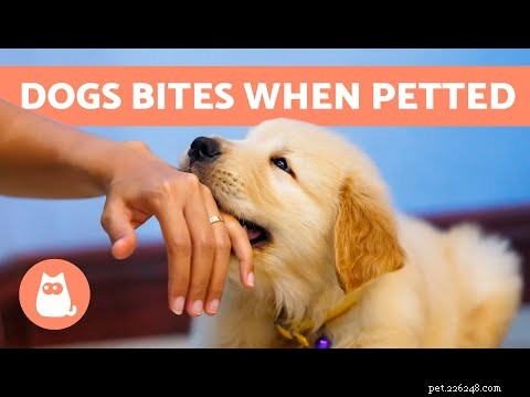 My Dog Bit Me: Causes, Symptoms, and How to Protect Yourself