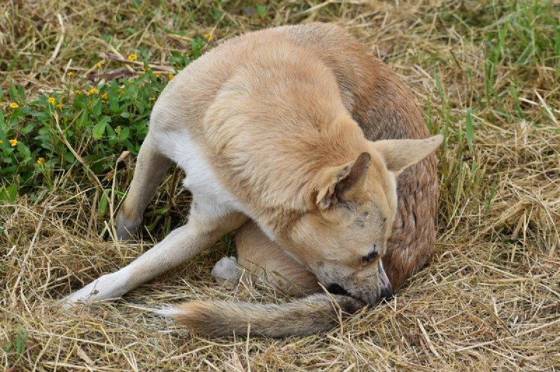 Canine OCD: Understanding Causes, Symptoms & Effective Treatments