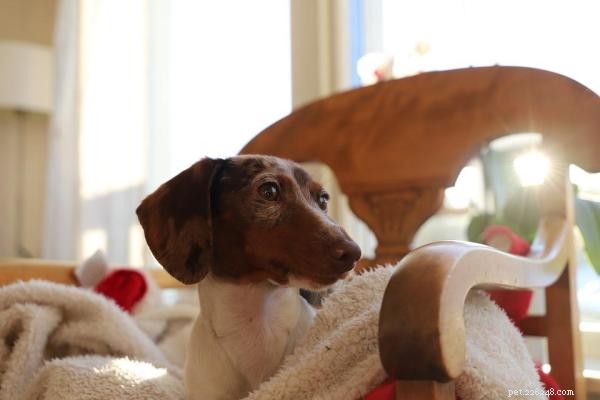 Canine OCD: Understanding Causes, Symptoms & Effective Treatments