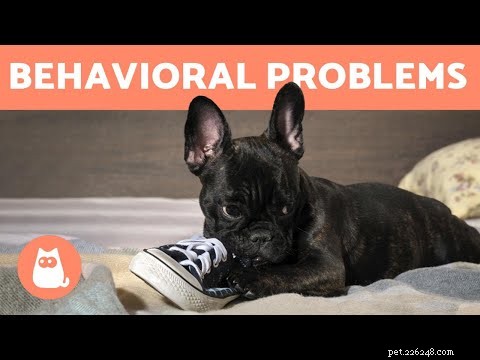 Canine OCD: Understanding Causes, Symptoms & Effective Treatments