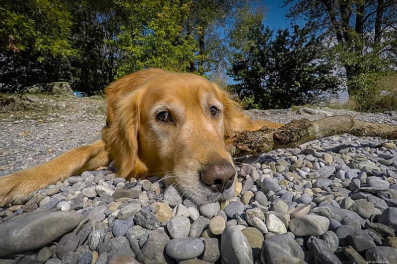 Why Does My Dog Keep Stalking Stones? Understanding the Curious Stone-Obsessed Behavior