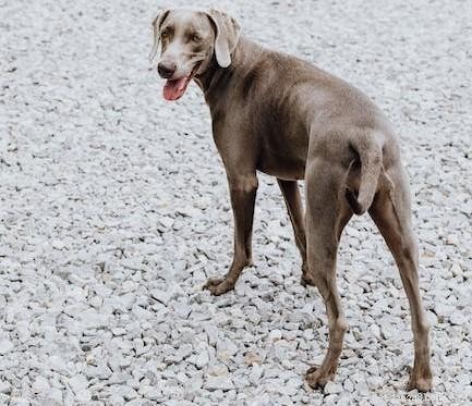 Why Does My Dog Keep Stalking Stones? Understanding the Curious Stone-Obsessed Behavior