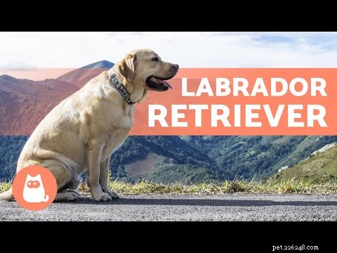 Top Guide Dog Breeds: Key Traits, Training, and Adoption Guide