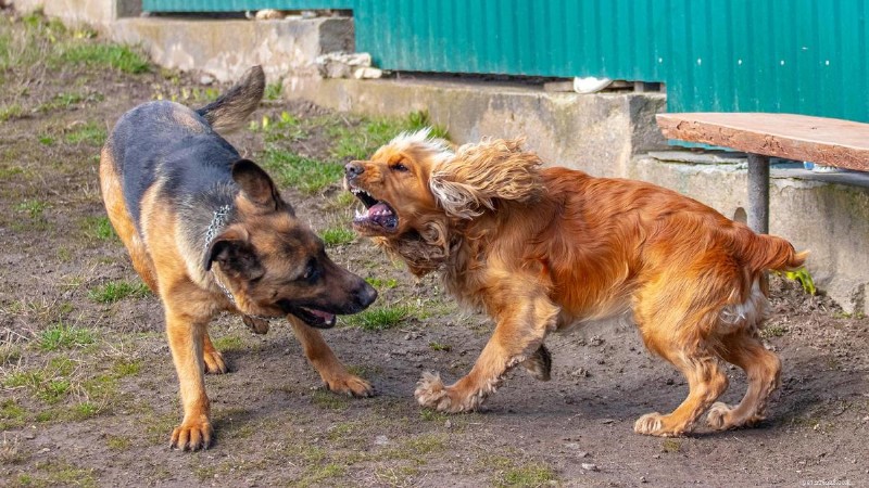 Preventing Dog Conflicts in the Same Household: A Practical Guide