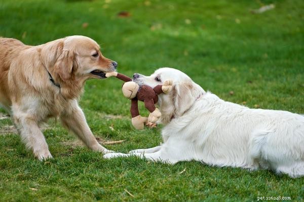 Preventing Dog Conflicts in the Same Household: A Practical Guide