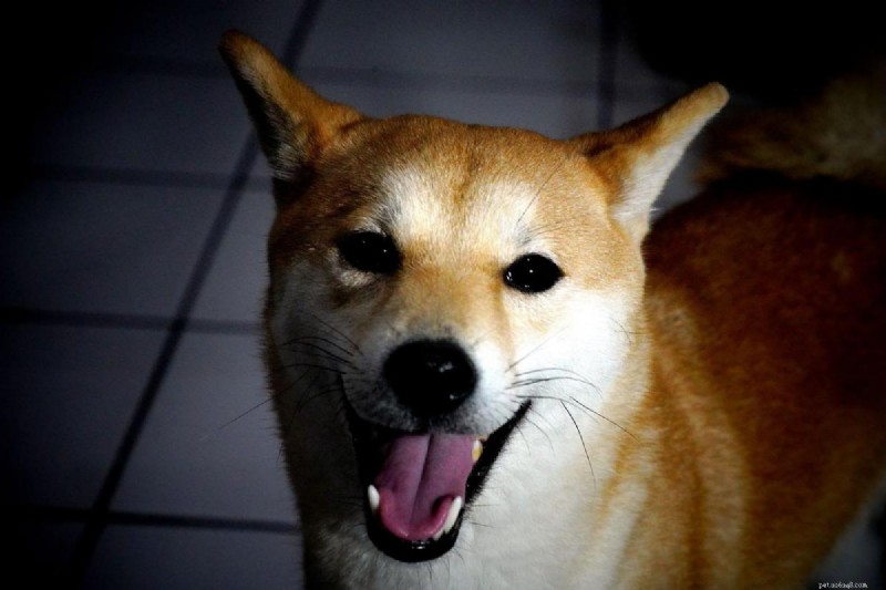 Effective Ways to Stop Your Shiba Inu From Biting