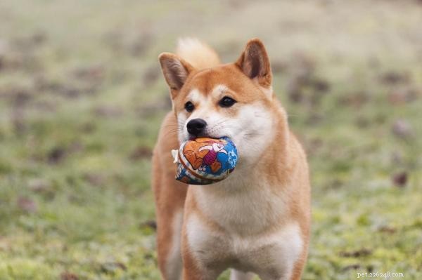 Effective Ways to Stop Your Shiba Inu From Biting
