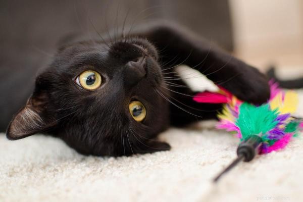 Why Do Cats Flop Down When They Spot Their Owner?