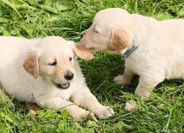 Why Your Dog Won’t Play: Common Causes & Proven Solutions
