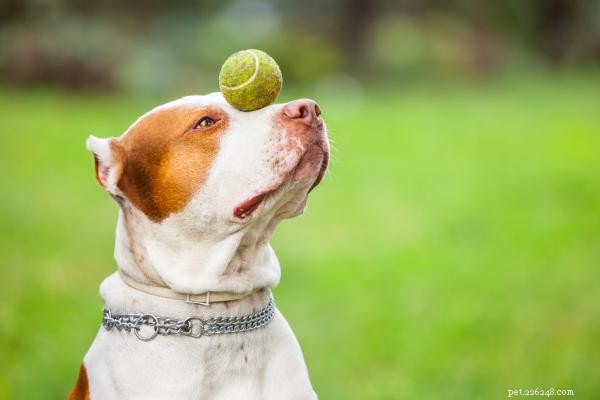 Why Your Dog Won’t Play: Common Causes & Proven Solutions