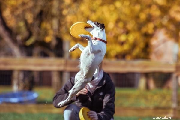 Why Your Dog Won’t Play: Common Causes & Proven Solutions