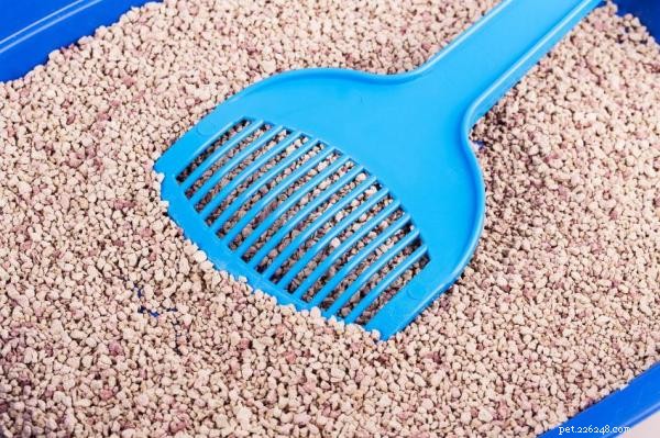 What Causes Cats to Avoid the Litter Box—and How to Fix It