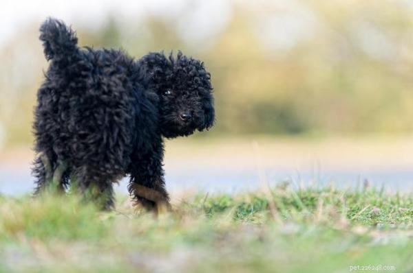How to Train Your Dog to Respond Instantly When Called