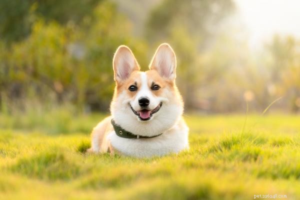 How to Train Your Dog to Respond Instantly When Called