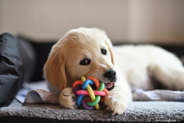Daily Exercise Requirements for Puppies: Tailored to Age, Breed, and Size