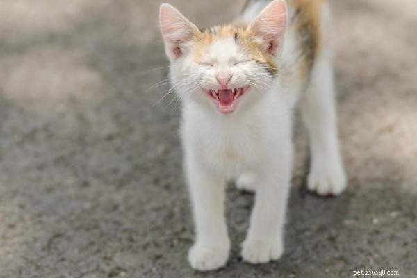 Decoding Your Cat’s Meows: Types & What They Really Mean