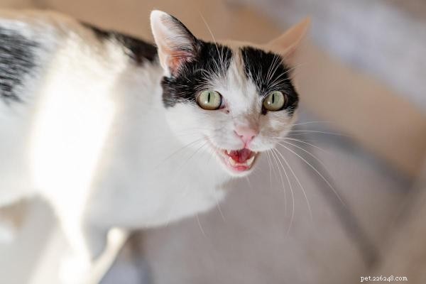 Decoding Your Cat’s Meows: Types & What They Really Mean