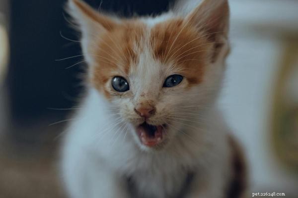 Decoding Your Cat’s Meows: Types & What They Really Mean