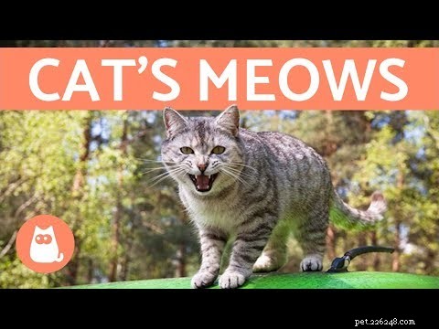 Decoding Your Cat’s Meows: Types & What They Really Mean