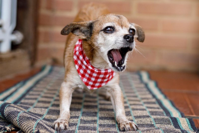 Stop Your Dog’s Doorbell Barking: Proven Training Tips & Root Causes