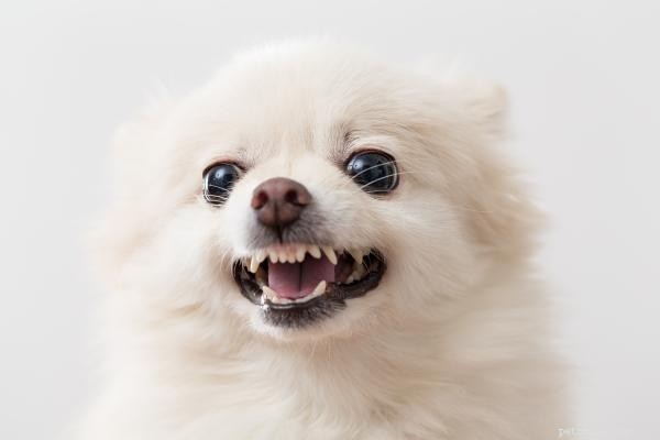 Stop Your Dog’s Doorbell Barking: Proven Training Tips & Root Causes