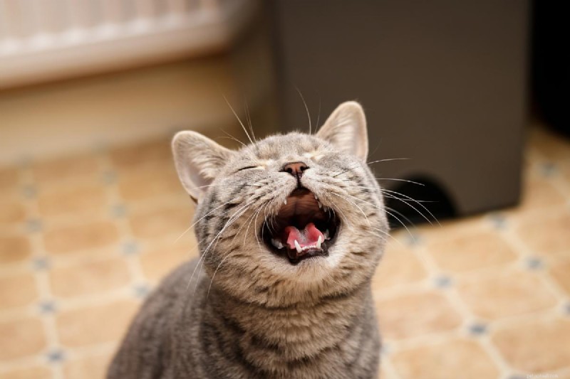 What’s Your Cat Trying to Say? Decoding Door-Meowing Behavior