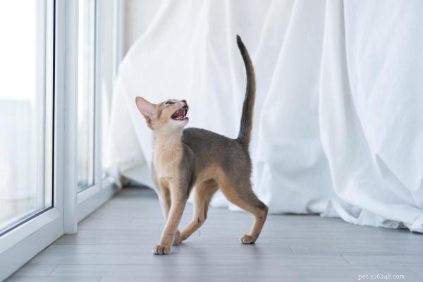 What’s Your Cat Trying to Say? Decoding Door-Meowing Behavior