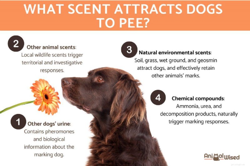 The Science Behind Why Dogs Choose Specific Spots to Pee