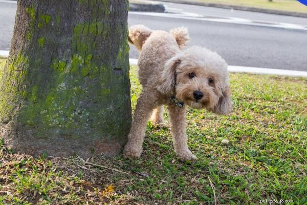 The Science Behind Why Dogs Choose Specific Spots to Pee