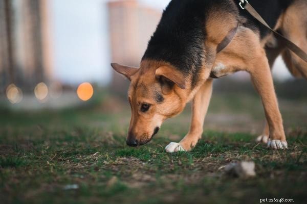 The Science Behind Why Dogs Choose Specific Spots to Pee