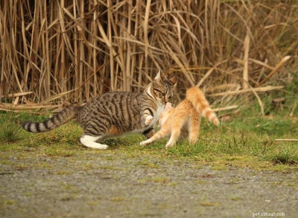 Ending Cat Fights: Simple, Proven Ways to Restore Harmony