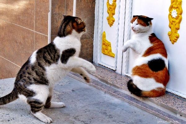 Ending Cat Fights: Simple, Proven Ways to Restore Harmony