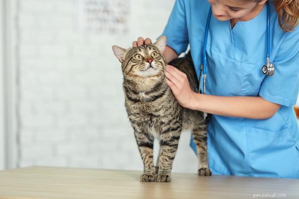Ending Cat Fights: Simple, Proven Ways to Restore Harmony