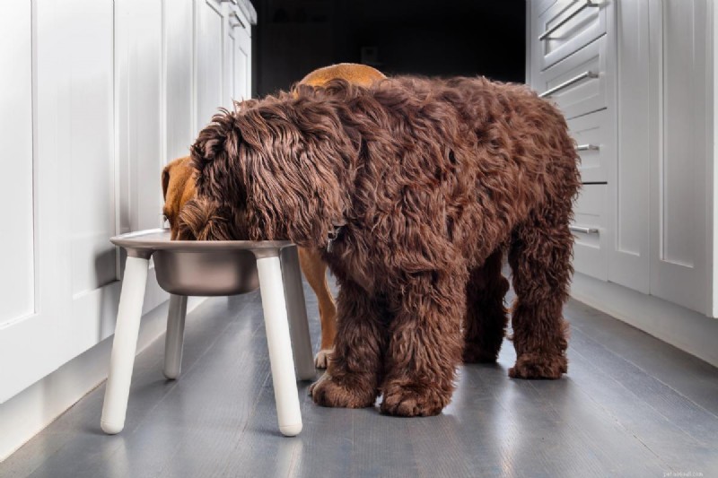 Nighttime Excessive Thirst in Dogs: Causes, Symptoms, and When to See a Vet