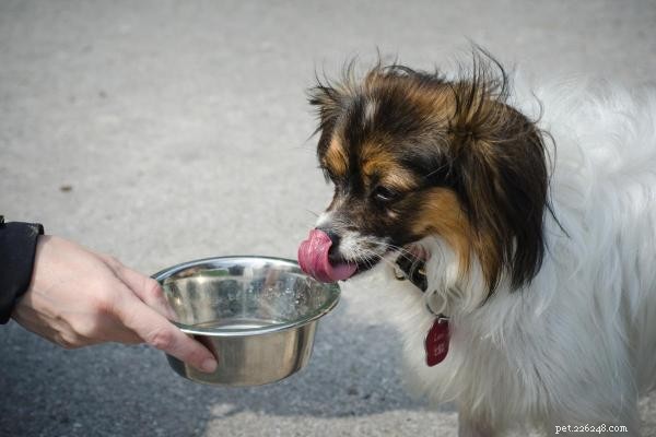 Nighttime Excessive Thirst in Dogs: Causes, Symptoms, and When to See a Vet