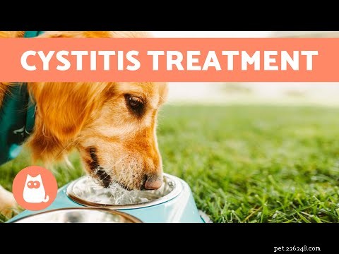 Nighttime Excessive Thirst in Dogs: Causes, Symptoms, and When to See a Vet