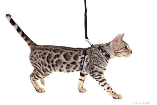 How to Train Your Cat to Walk on a Leash – Easy Steps for Safe Outdoor Adventures