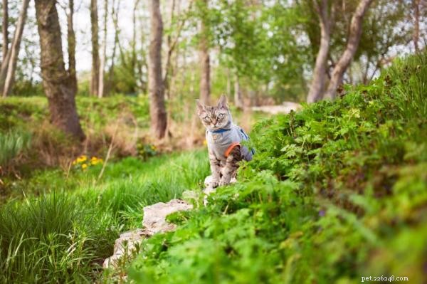 How to Train Your Cat to Walk on a Leash – Easy Steps for Safe Outdoor Adventures