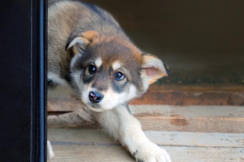 Recovering a Traumatized Dog: Essential Steps After an Attack