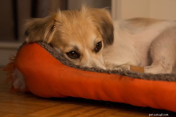 Recovering a Traumatized Dog: Essential Steps After an Attack