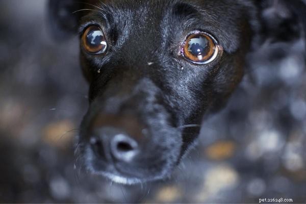 Recovering a Traumatized Dog: Essential Steps After an Attack