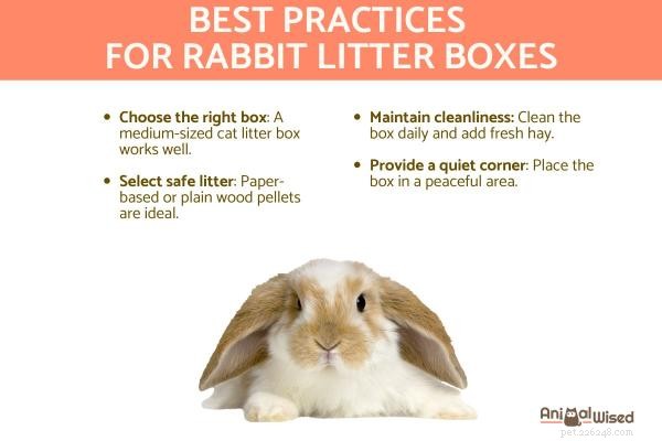 Step‑by‑Step Guide to Litter‑Box Training Your Rabbit