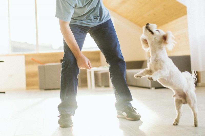 Why Does My Dog Jump and Bite? Understanding & Fixing This Behavior
