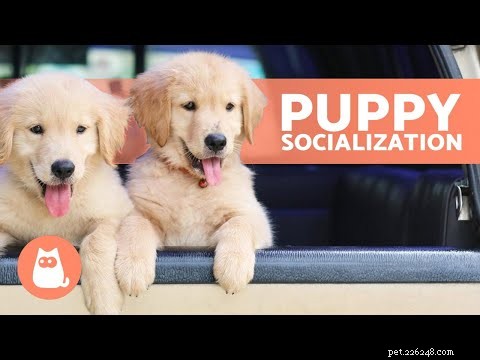 Why Does My Dog Jump and Bite? Understanding & Fixing This Behavior
