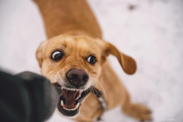 Why Does My Dog Jump and Bite? Understanding & Fixing This Behavior