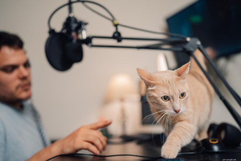Effective Cat Discipline: Positive, Natural Training Techniques