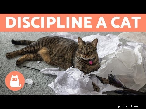 Effective Cat Discipline: Positive, Natural Training Techniques