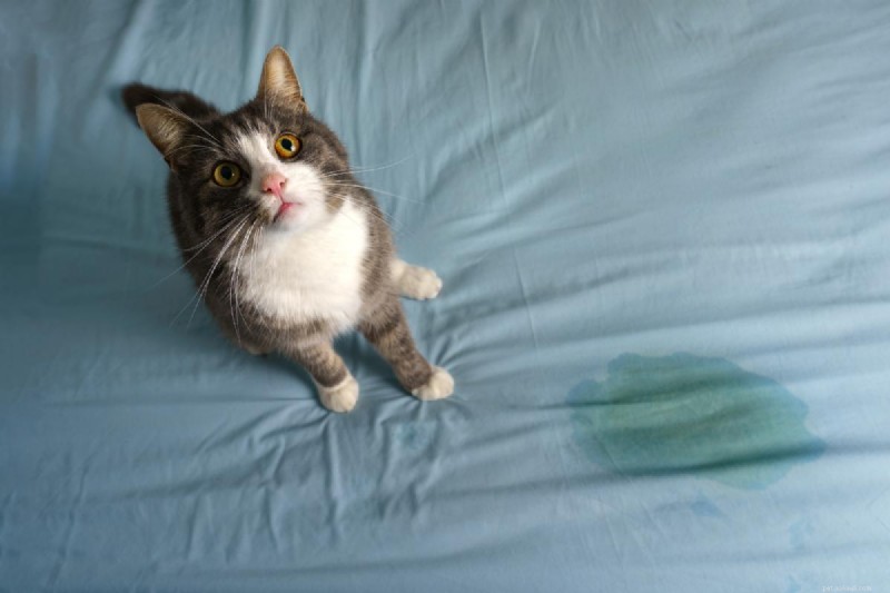 Cat Peeing on Kid s Bed? Causes, Diagnosis, and Solutions